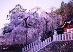 小川諏訪神社のシダレザクラ